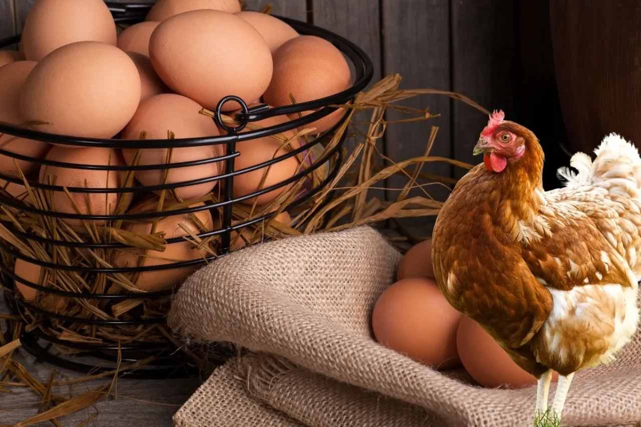 Tavuk eti uçuşta, yumurtada düşüş sürüyor!