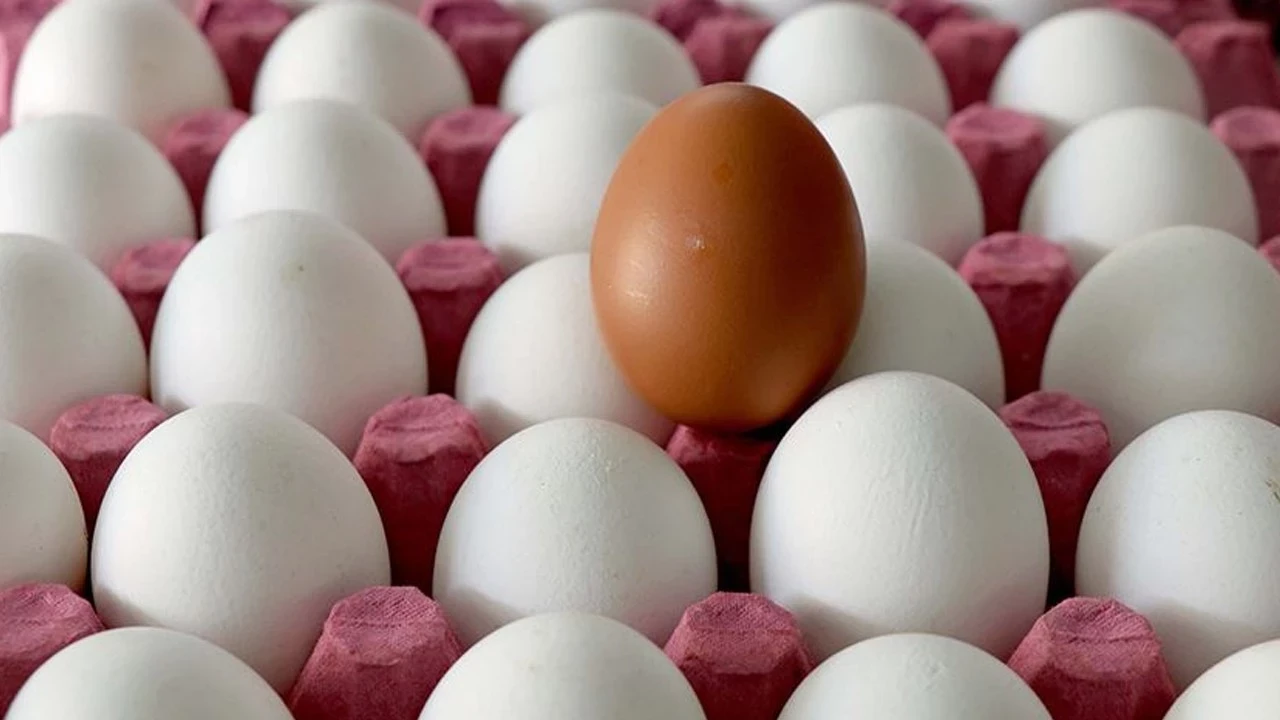Türkiye, dünya yumurta pazarında ilk 5’te