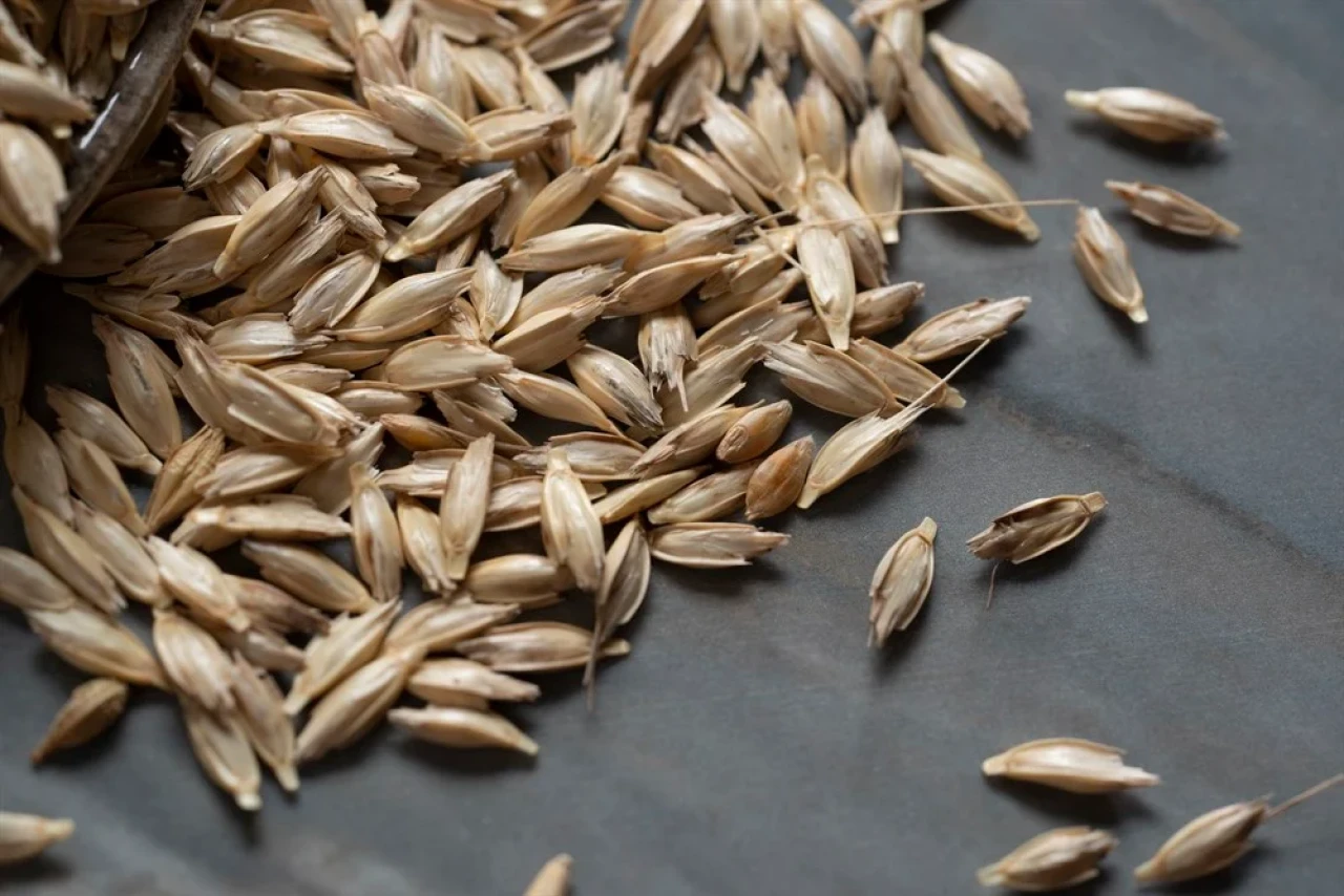 Ata tohumu siyez buğdayı Düzce’de yeniden filizleniyor