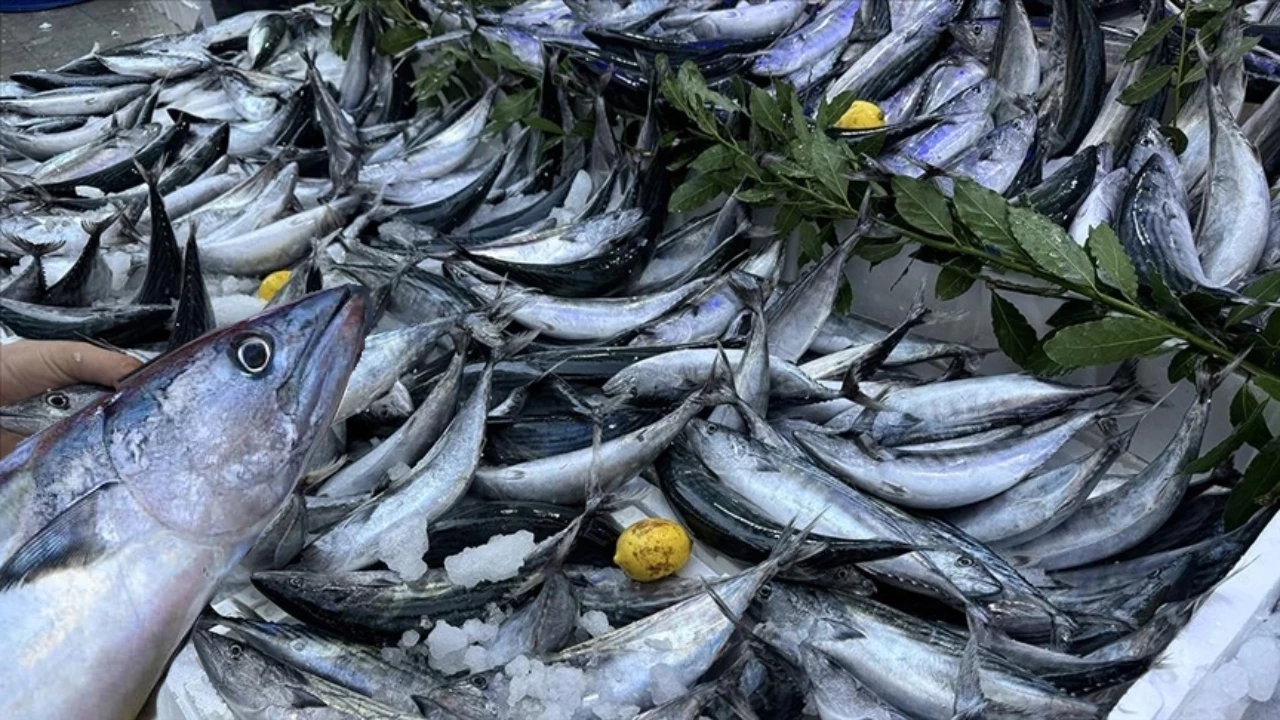 Palamut sezonu kapandı: Bu yıl deniz eli boş bıraktı