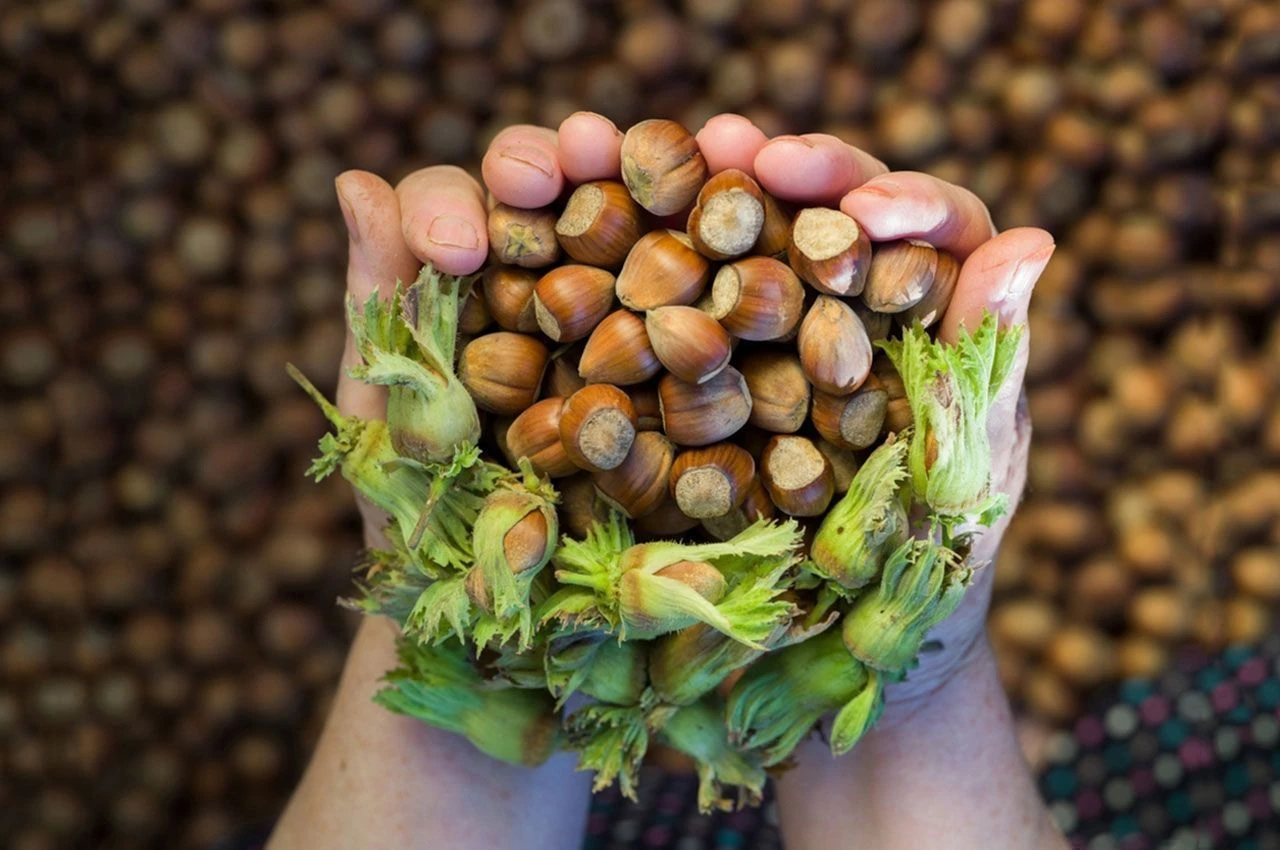 Trabzon’un fındık ihracatı rekor kırdı: 9 ayda 473 milyon dolar!