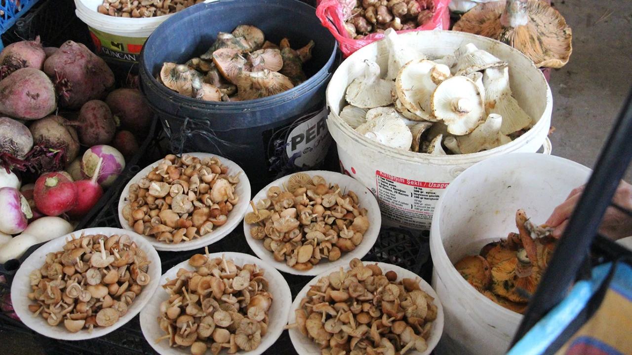 Kanlıca mantarı bereketi: Kilosu 400 TL’ye satılıyor