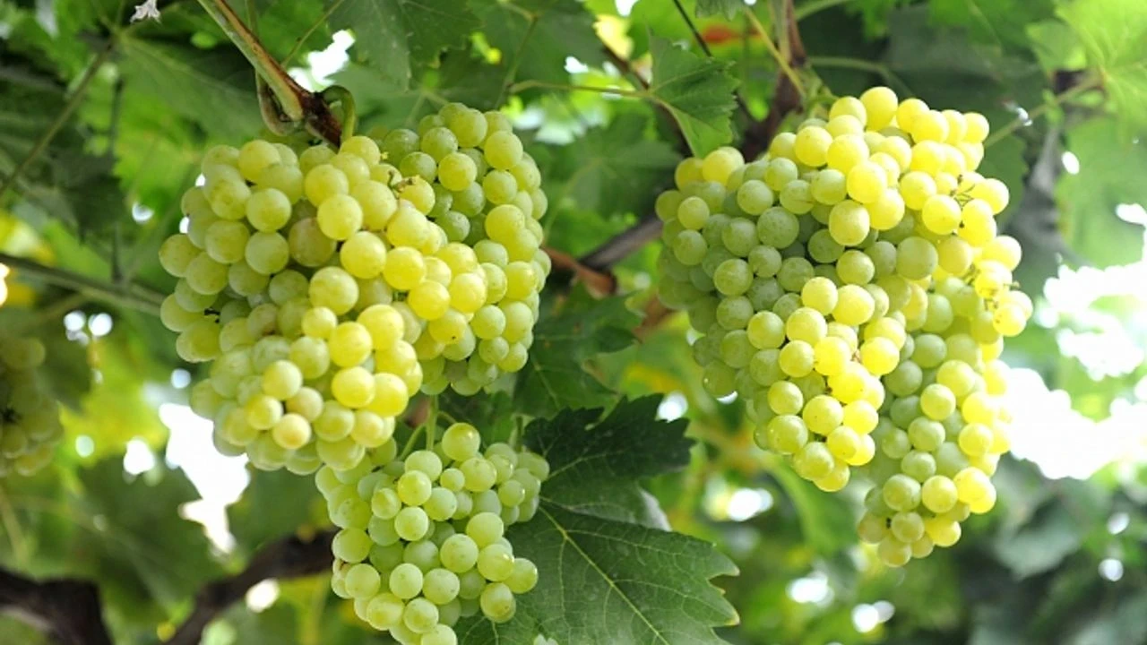 Manisa’da yağmura rağmen üzüm hasadı sürüyor