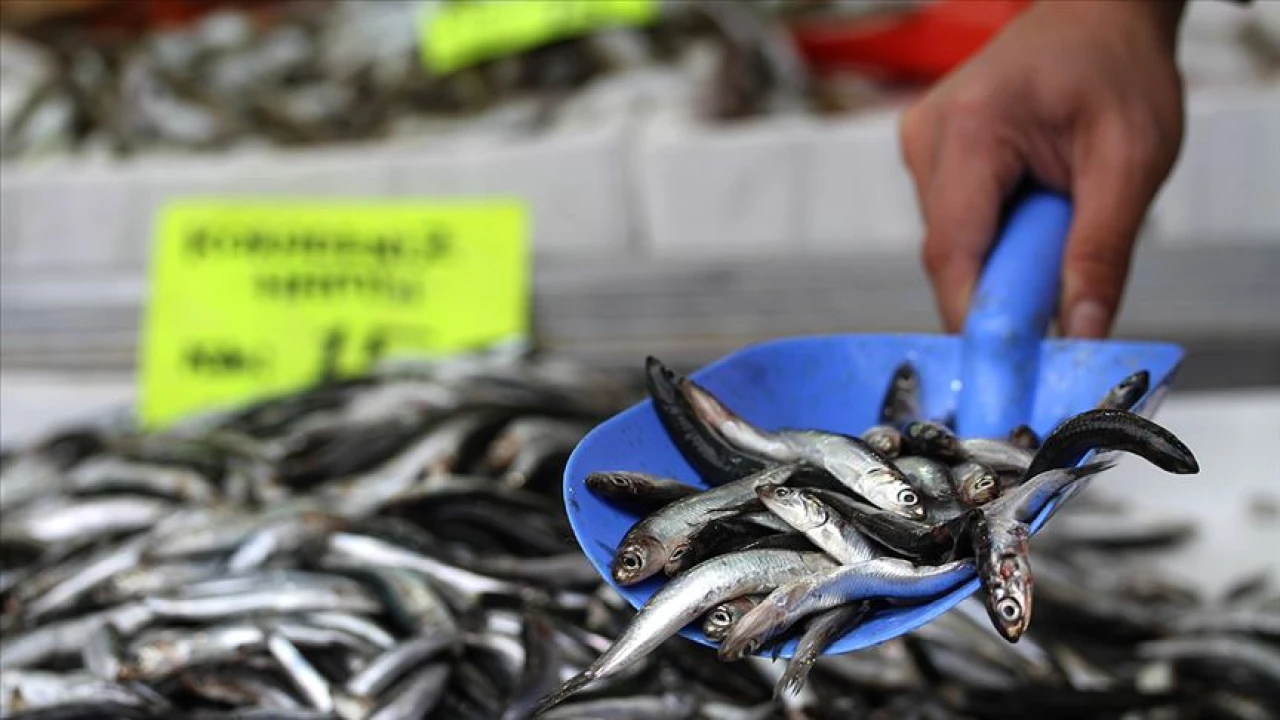 Trabzon’da hamsi 200 liradan tezgahta