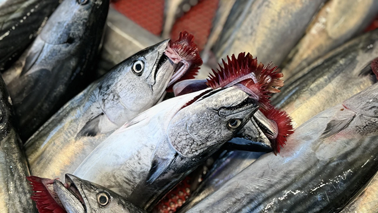 Palamut azaldı, balıkçı geçim derdine düştü