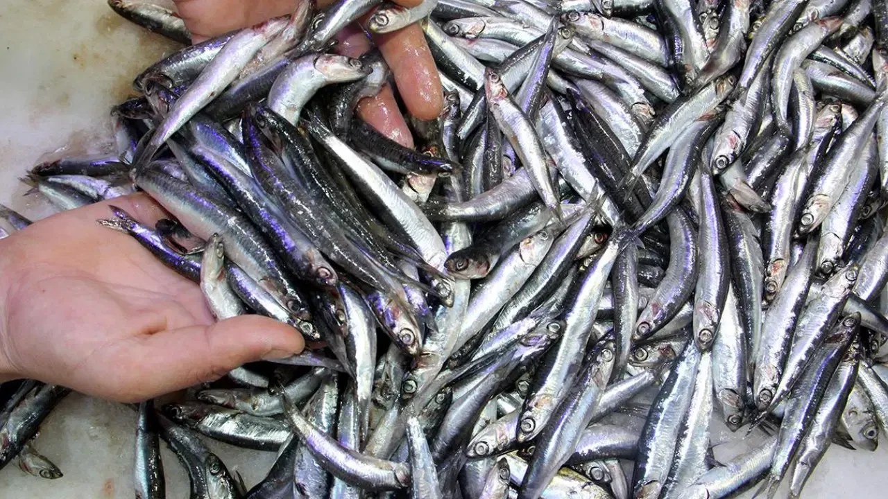 Balıkçıların yüzü gülüyor: Hamsi tezgahta 89 TL!