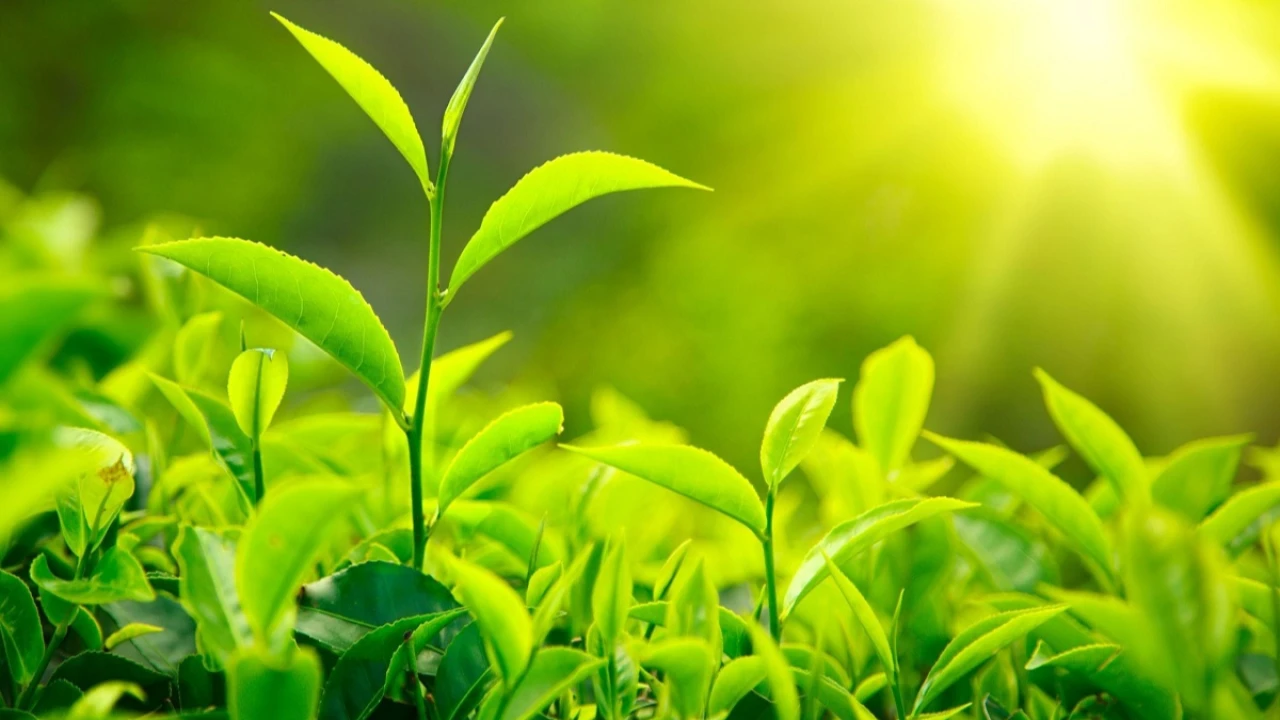 ÇAYKUR’dan 2025 hedefi: 800 bin ton yaş çay alımı