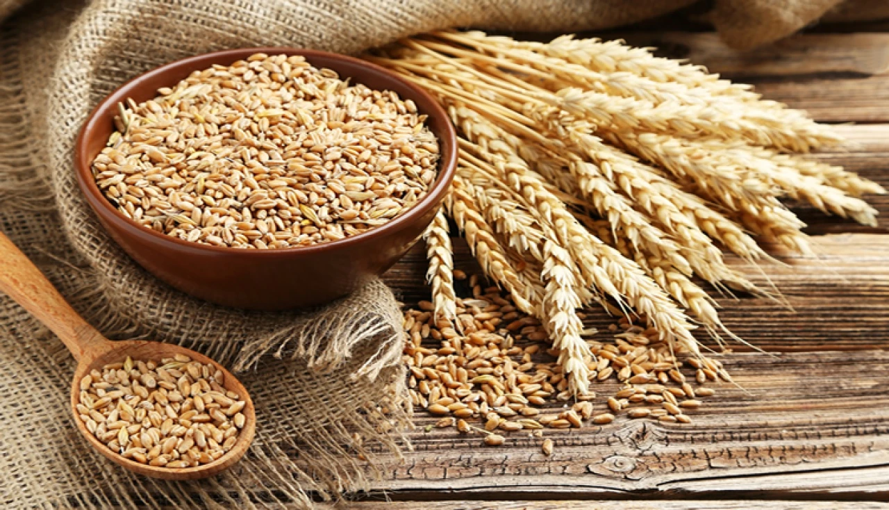 TİGEM’den 4,1 milyon kiloluk buğday satışı: İhale 16 Ekim’de