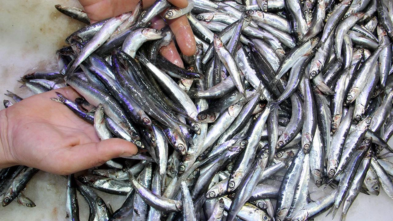 Hamsi tezgahlarda bolluğunu koruyor: Fiyatlar sabit kaldı