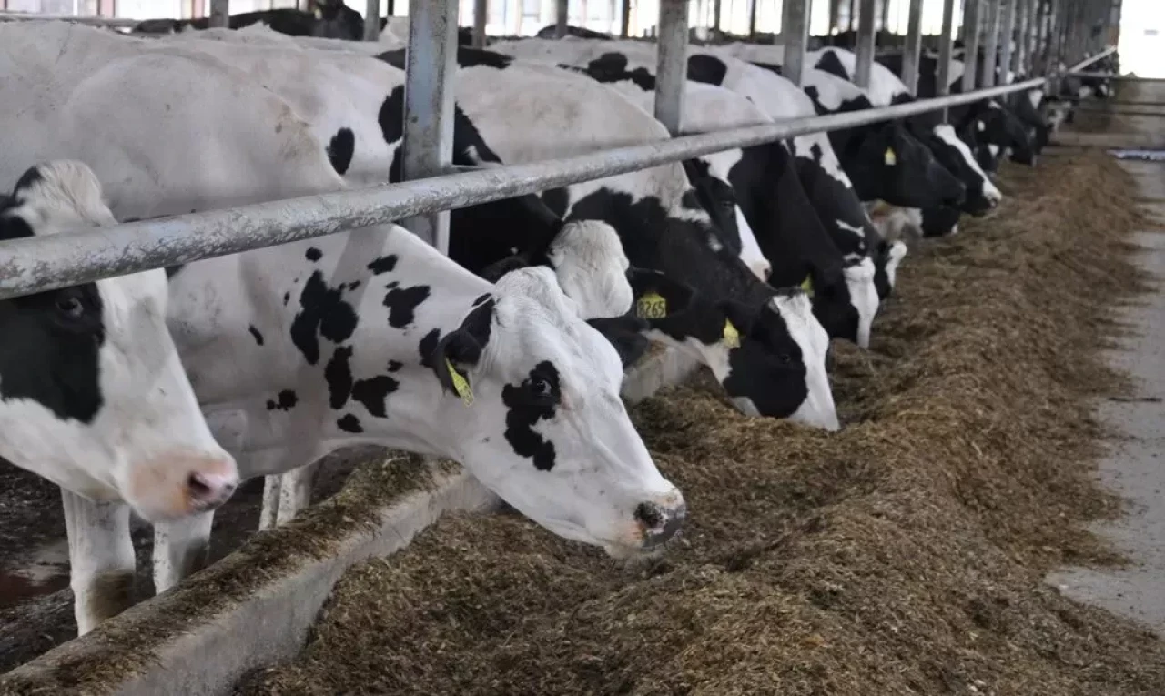 Hayvancılık desteklerinde yeni dönem