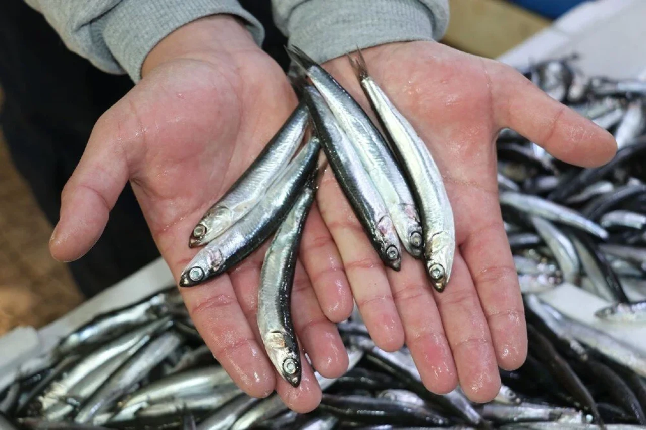 Amasya’da hamsi bereketi: Kilosu 50 TL