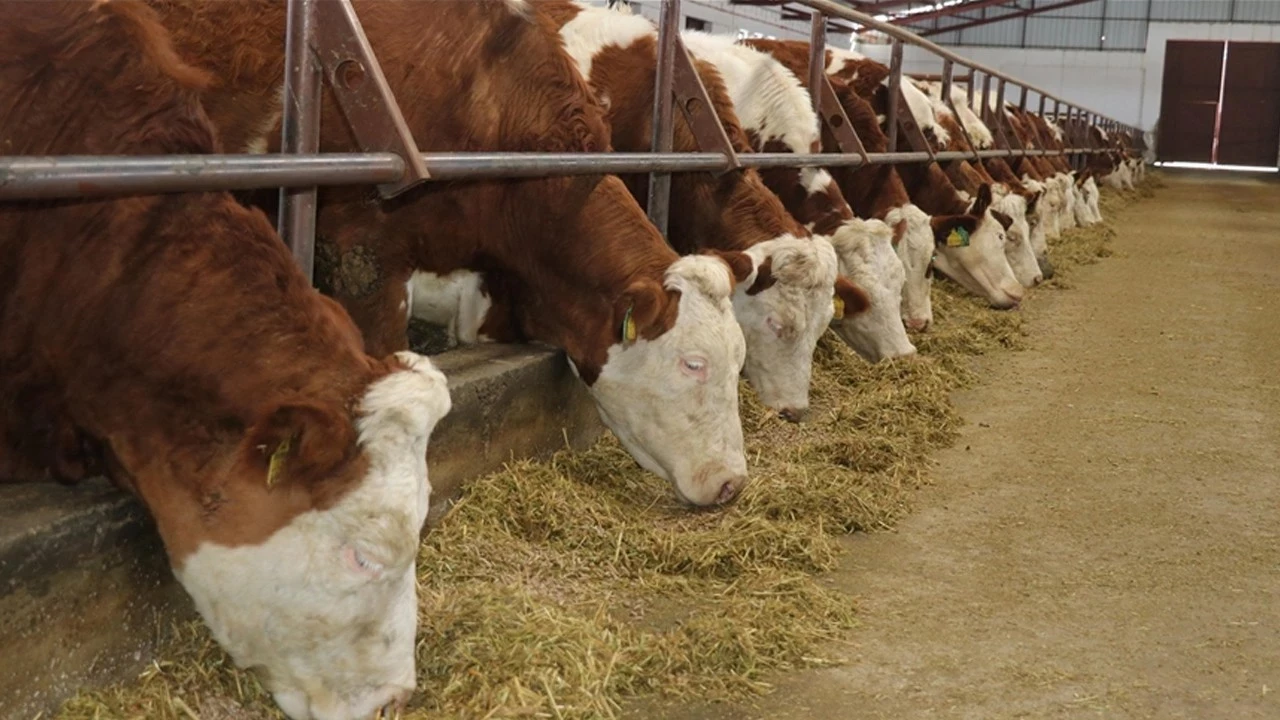 Şap hastalığında ikinci dalga korkusu: Süt fiyatlarına yeni zam kapıda