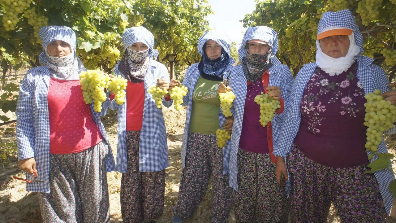 Superior Seedless üzümde ihracat sezonu başladı
