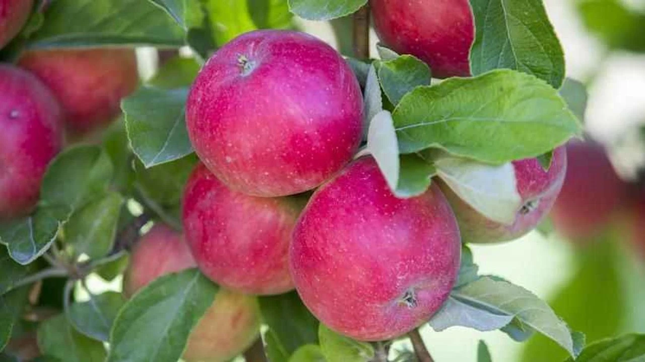 Elma fiyatları zirve yaptı: Kilogramı 3 haneleri gördü