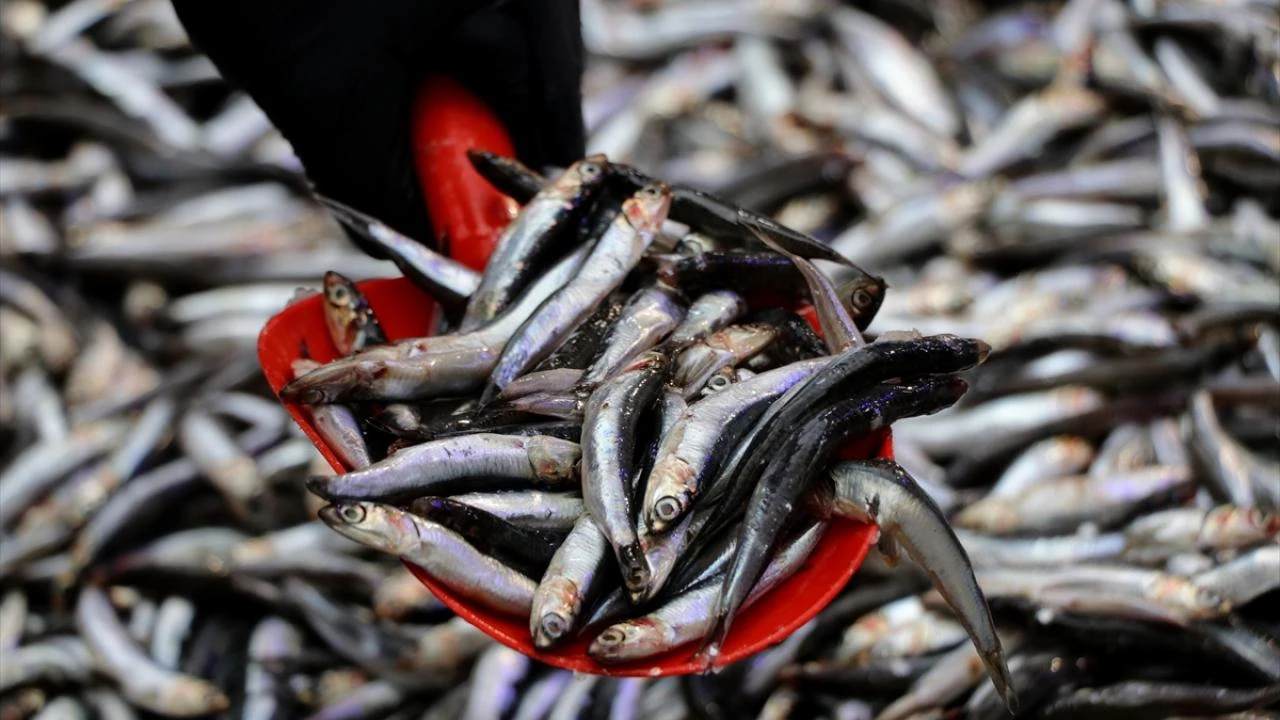 Balıkçılar hamsiden umutlu: Bu sezon palamut yerini hamsiye bırakıyor