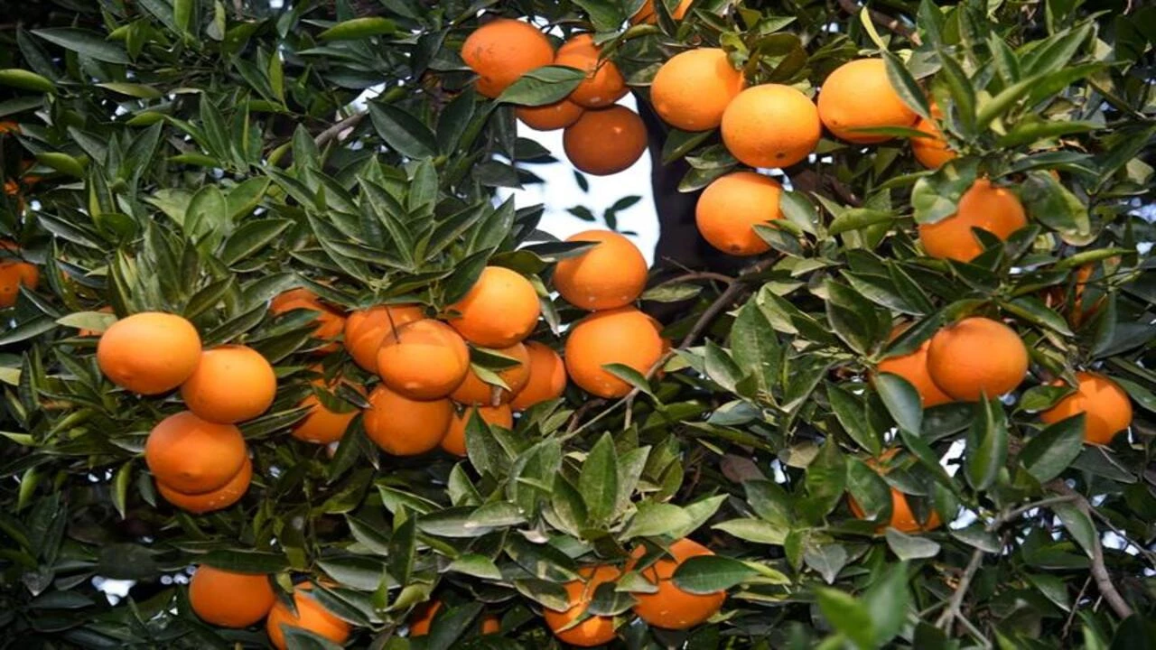 Adana’da rekor sıcak narenciyeyi vurdu: Fiyatlar artabilir