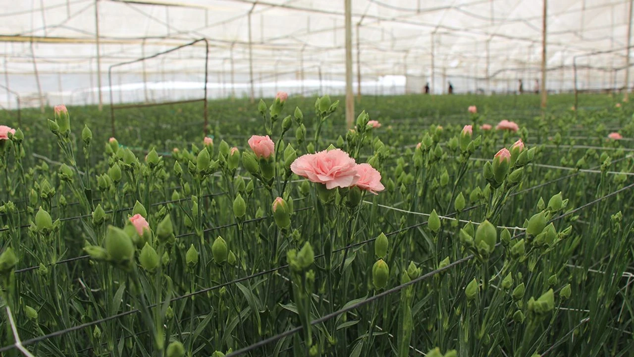 Isparta’dan Avrupa’ya uzanan karanfil yolu: 2 bin dekarda kesintisiz başarı