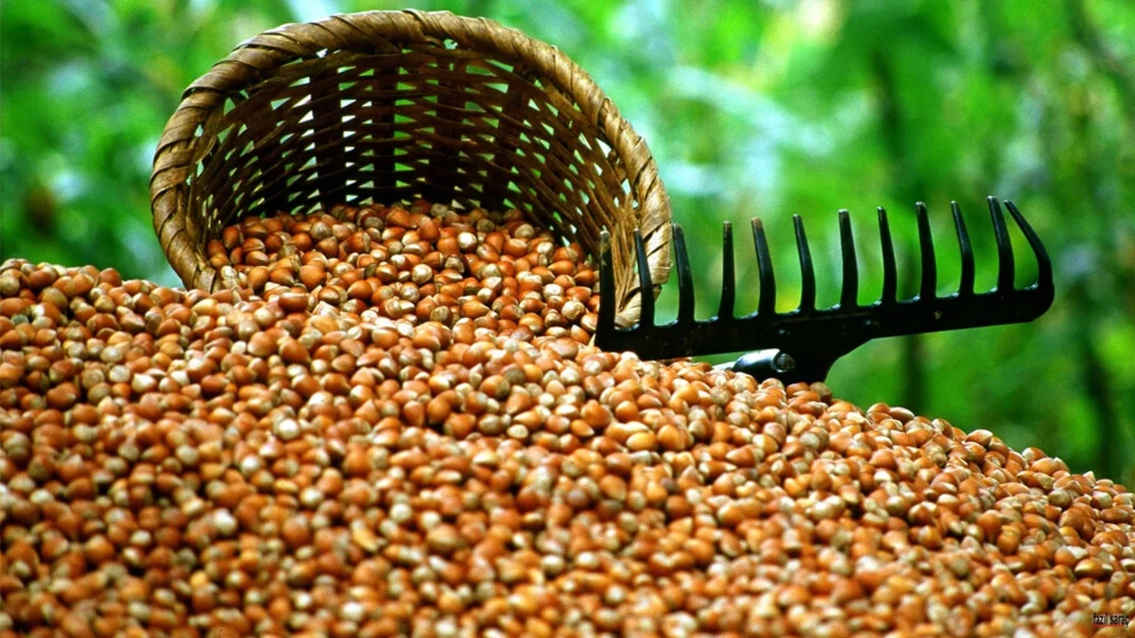 FİSKOBİRLİK, 2025 fındık alımına 11 Ağustos’ta başlıyor