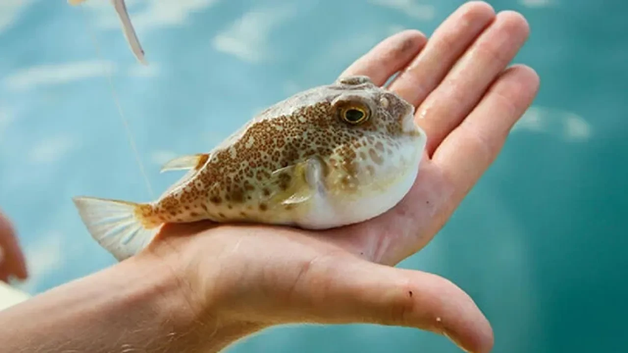 Balon balığı teslim edene adet başına 35 TL ödeme yapılacak