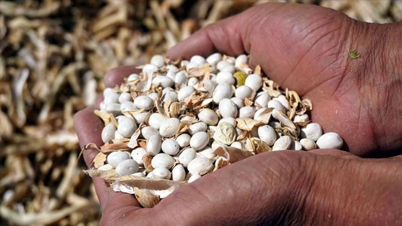Bitlis’te kuru fasulyede rekor: 37 bin ton üretim