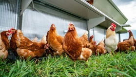 Süt toplama azaldı, üretim arttı: Eylül 2025 verileri açıklandı