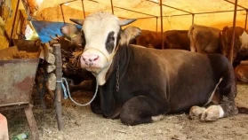 Kurban Bayramı öncesi sıkı denetim dönemi başladı