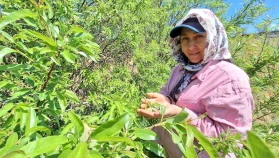 Çağla tezgâhlarda: Fiyat yüksek, üretici memnun