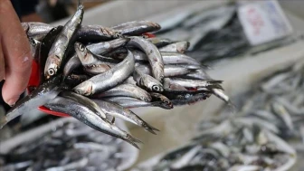 Karadeniz’in incisi hamsi yeniden zirvede