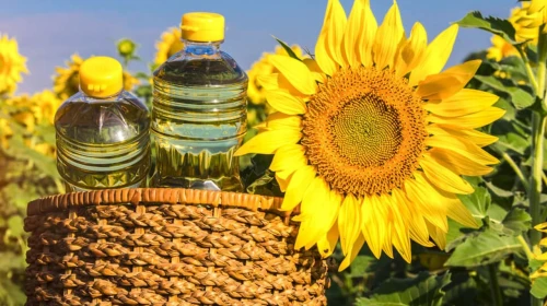 Ayçiçek yağı ihracatında rekor artış: Türkiye 1 milyar dolara dayandı