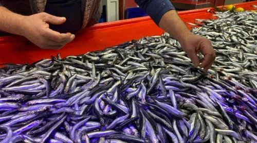 Kasım ayının balık tezgahı şampiyonu hamsi oldu