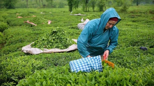 ÇAYKUR kontenjanı çay üreticisini zorluyor