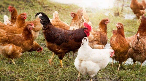 Yumurta üretiminde dikkat çeken sıçrama