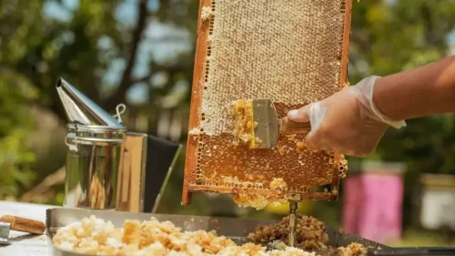 Doğu Karadeniz balı 11 ülkeye ulaştı