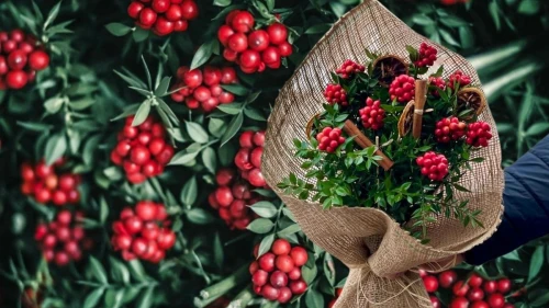 Kokina sezonu açıldı: Talep yüzde 100 arttı!