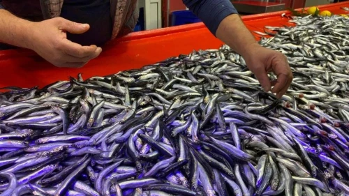 Kasım ayının balık tezgahı şampiyonu hamsi oldu