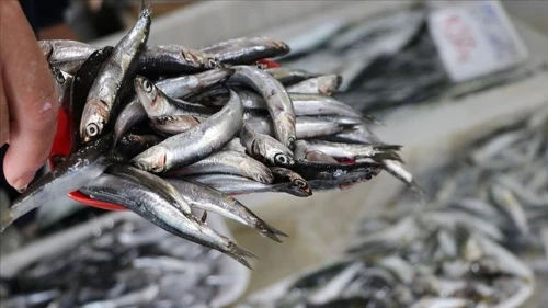 Karadeniz’in incisi hamsi yeniden zirvede