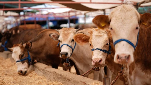 Kurban pazarlarında fiyat şoku