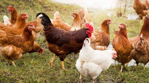 Yumurta üretiminde dikkat çeken sıçrama