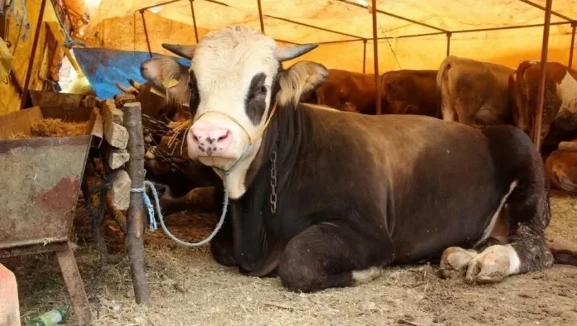 Kurbanlık piyasasında hareketlilik: Fiyatlar yükseldi