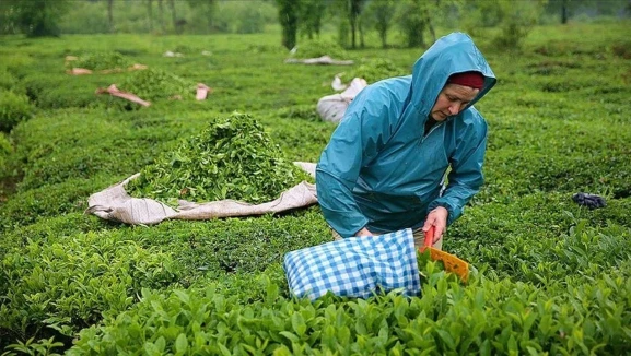 ÇAYKUR kontenjanı çay üreticisini zorluyor