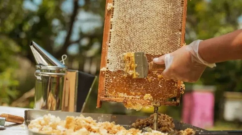 Doğu Karadeniz balı 11 ülkeye ulaştı