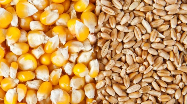 Hürmüz gerilimi mısır fiyatlarını yükseltti