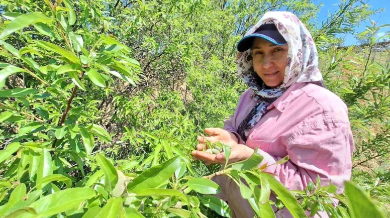 Çağla tezgâhlarda: Fiyat yüksek, üretici memnun