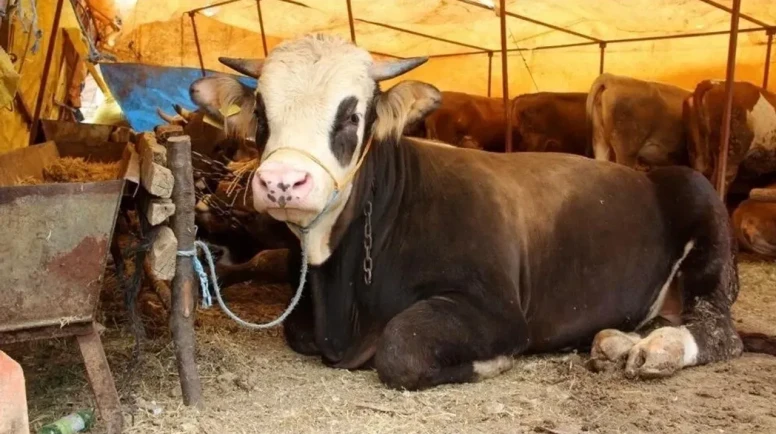 Kurbanlık piyasasında hareketlilik: Fiyatlar yükseldi