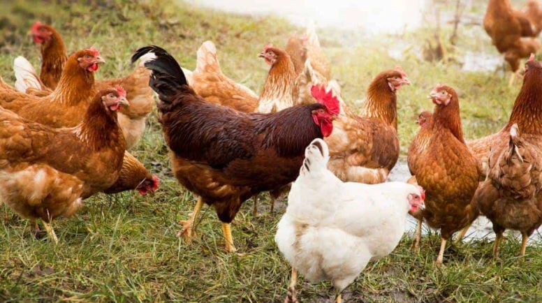 Yumurta üretiminde dikkat çeken sıçrama