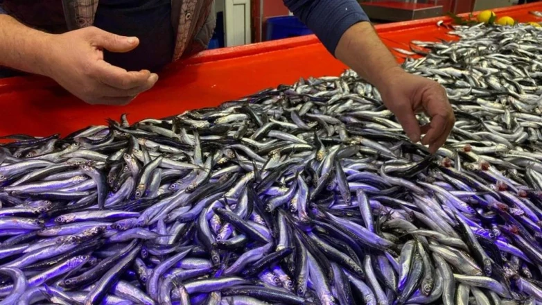 Kasım ayının balık tezgahı şampiyonu hamsi oldu